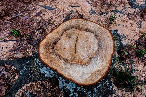 stump