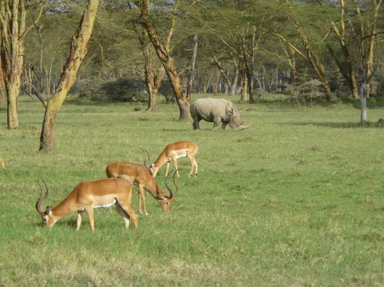 Animal Park, Kenya