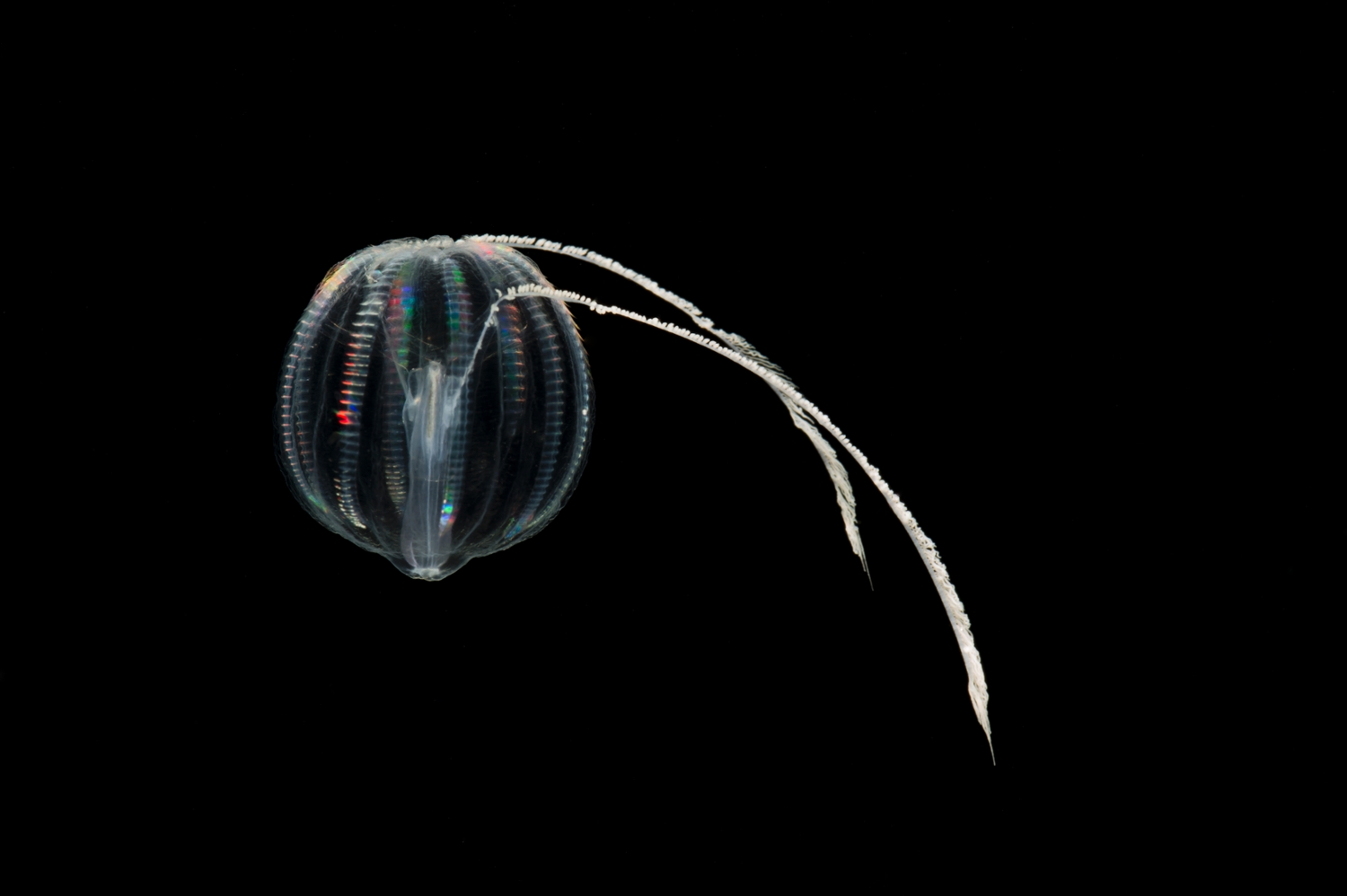 Combing through history Auburn University leads multiinstitutional