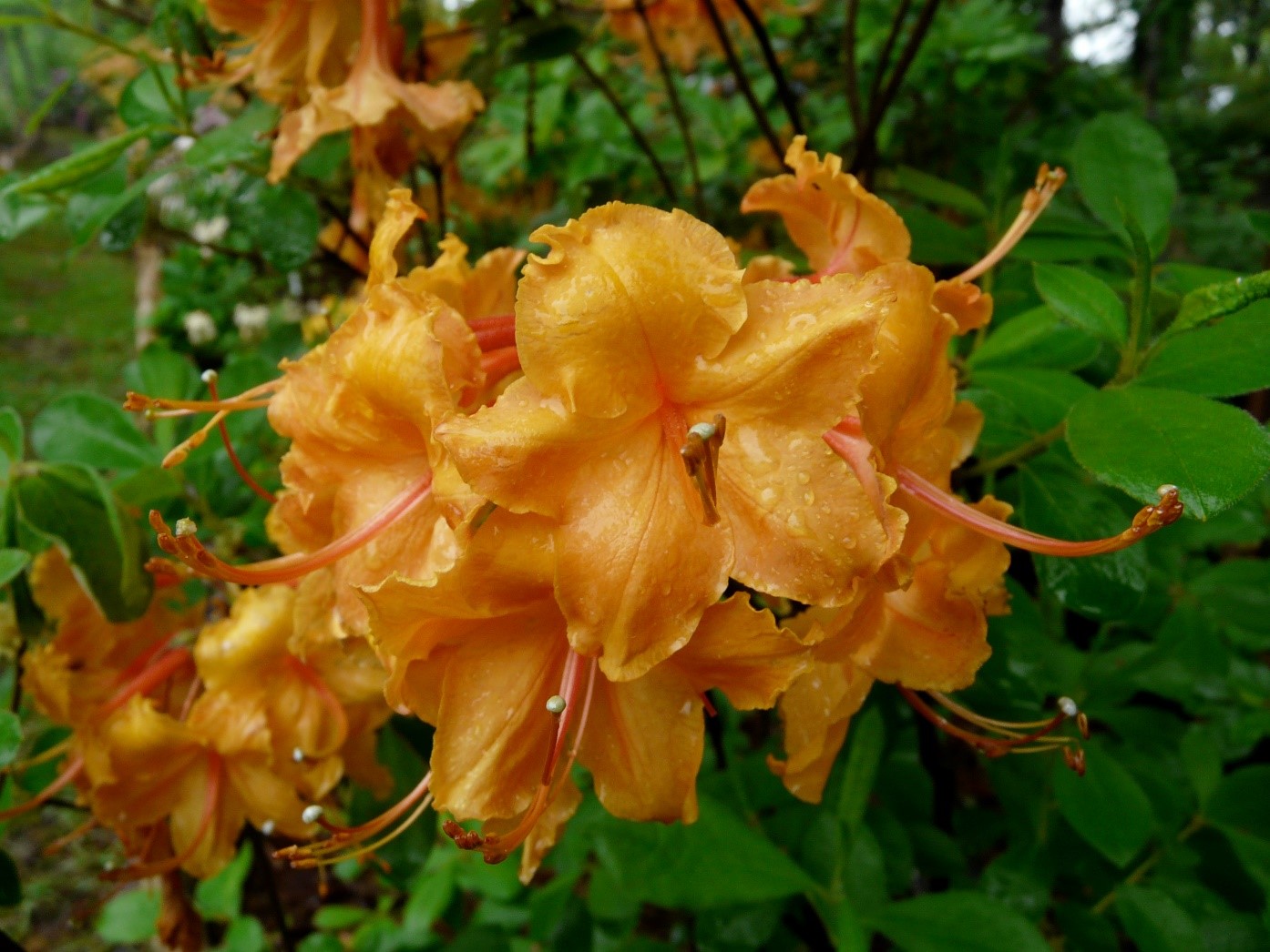 The ‘Aubie' Auburn Azalea.