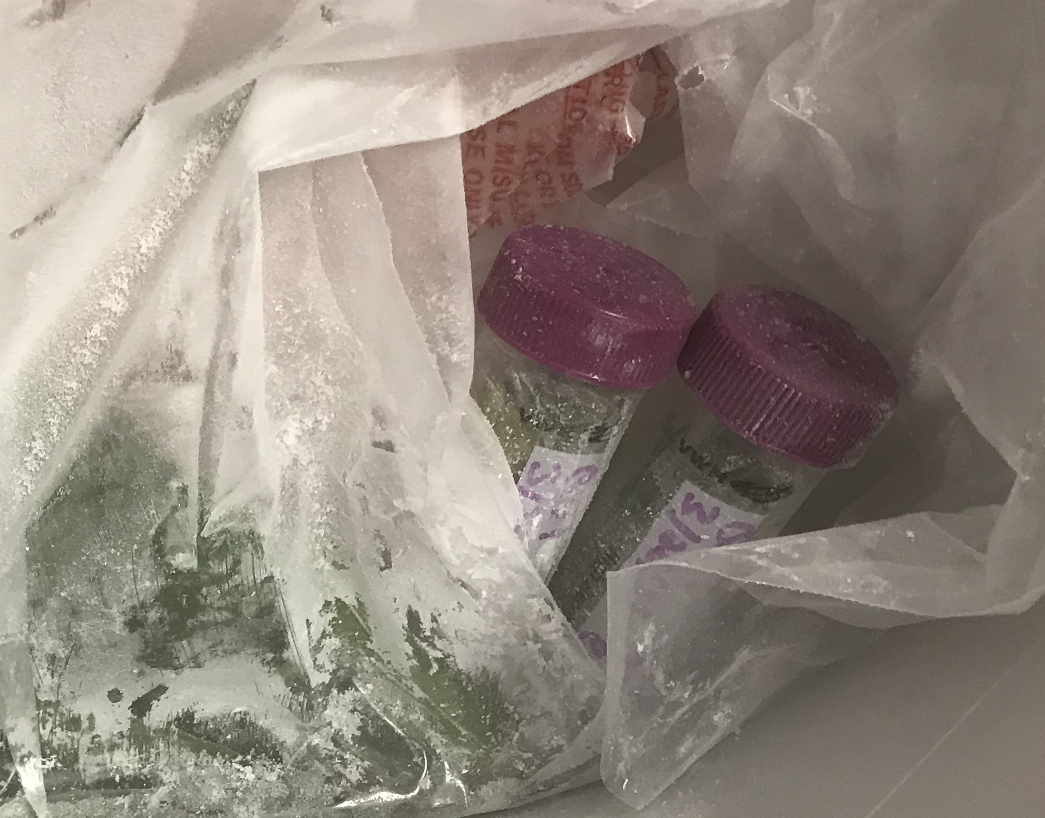 Samples of the Toomers Oak clone aka QV1 (Quercus virginiana 1) fast-frozen and ready for storage in an ultra cold freezer. Samples include mature green leaves and senescing leaves for RNA and DNA extraction.