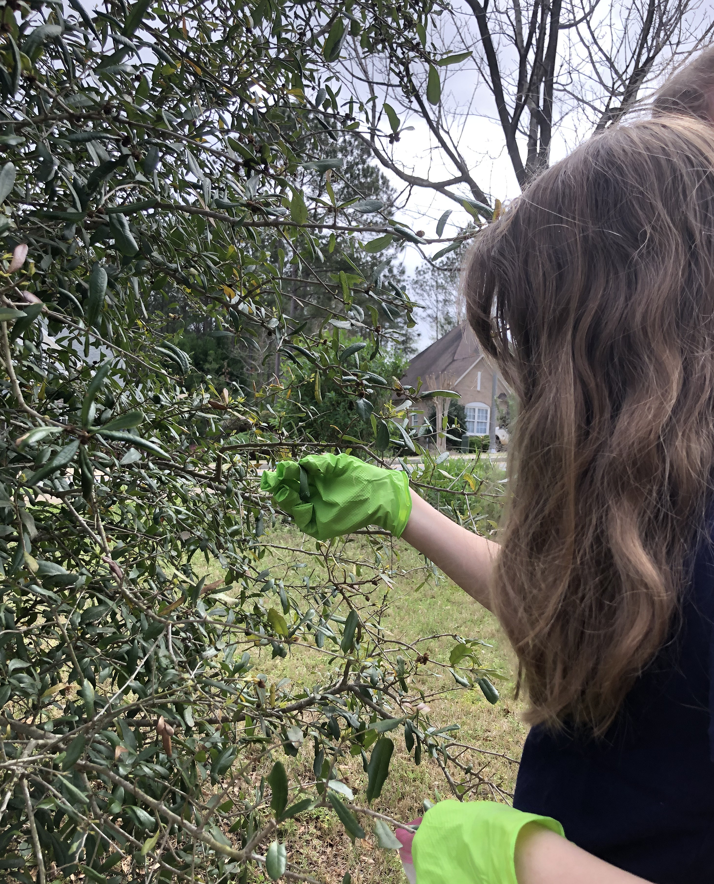 Volunteer research assistant Ginger Goertzen collects leaf tissue from Toomer's oak. Just moments after they are collected, the leaves will be plunged into liquid Nitrogen (-196 °C) then stored on dry ice (-80 °C) for shipping. The leaf tissue will be stored in ultra-cold deep freezers at HA at a temp of -80 °C.