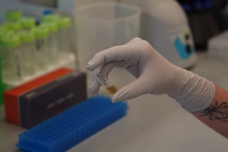 DNA of the Auburn Oaks.