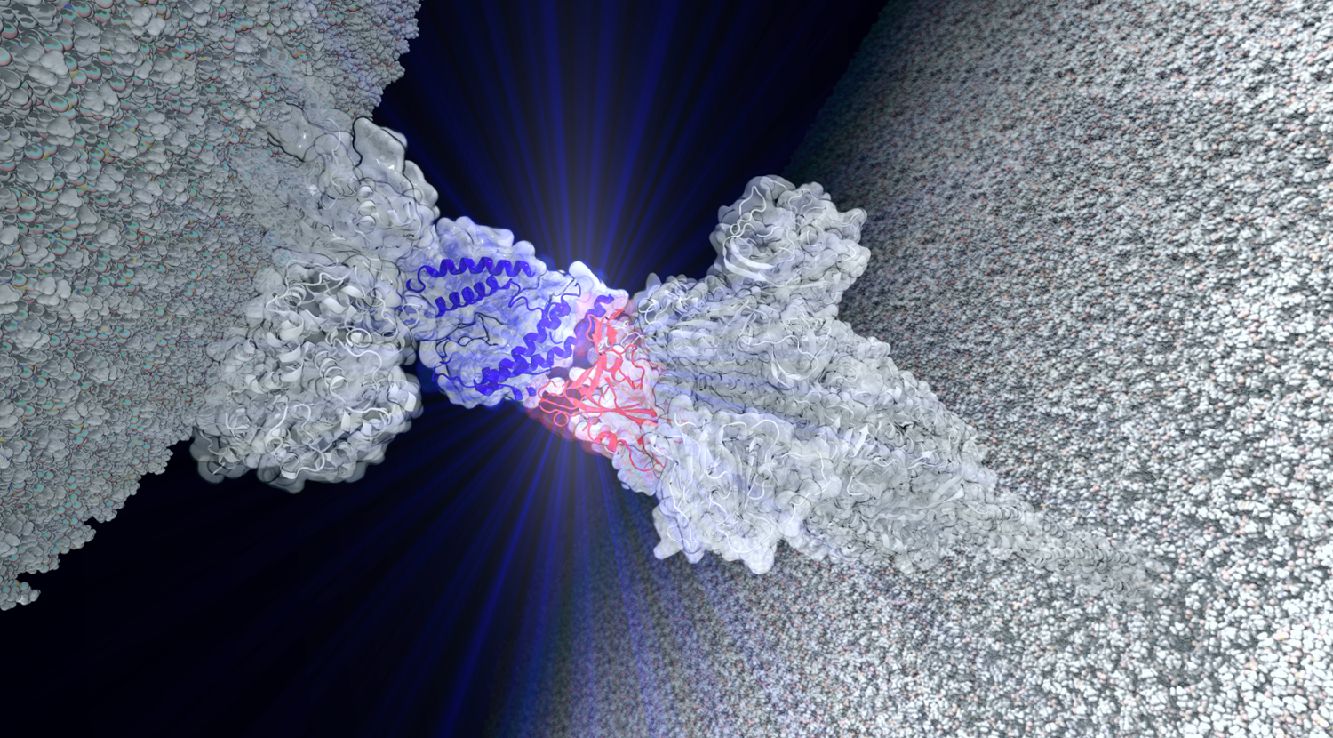Interaction between coronavirus spike protein (red) and the human ACE2 protein (blue). Using molecular dynamics and AI methods, Bernardi’s group is studying how this interaction behaves under biologically-relevant mechanical stress. Protein complex built by Lorenzo Casalino (UCSD). Image rendered by Prof. Bernardi using VMD. 