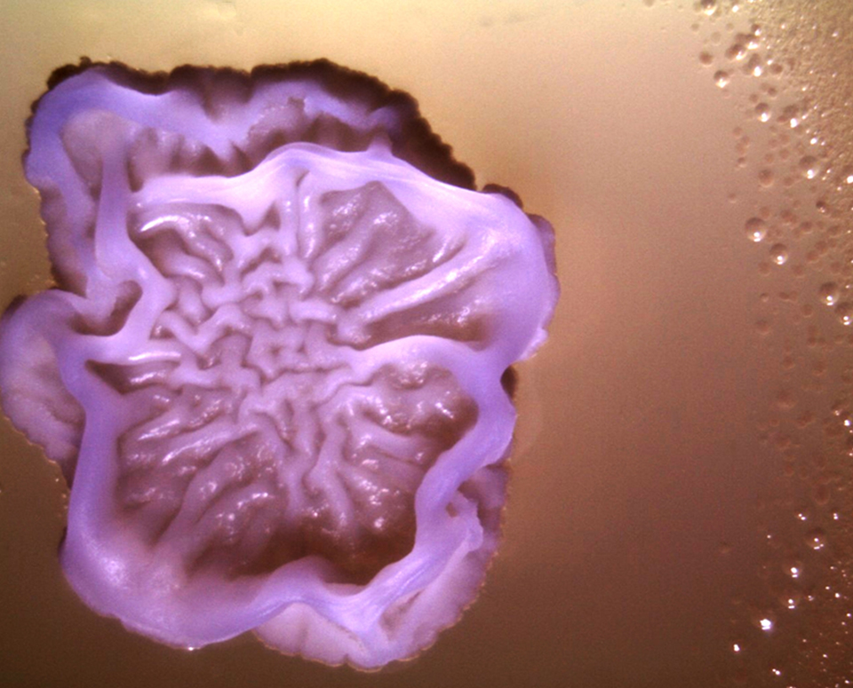 An up-close photo of soil bacterium (Bacillus velezensis AP102) producing an antibiotic that inhibits the animal pathogen Aeromonas hydrophila. 