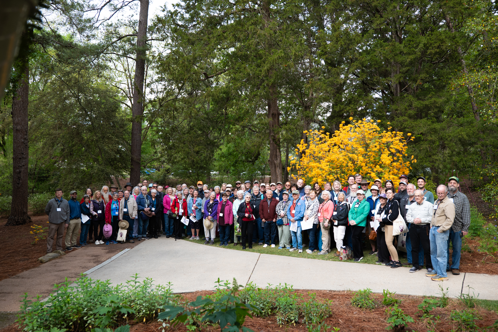 Convention attendees admire native Azaleas in bloom at the Davis Arboretum