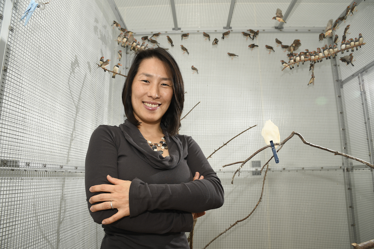 Haruka Wada inside a cage with juvenile zebra finches