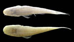cavefish
