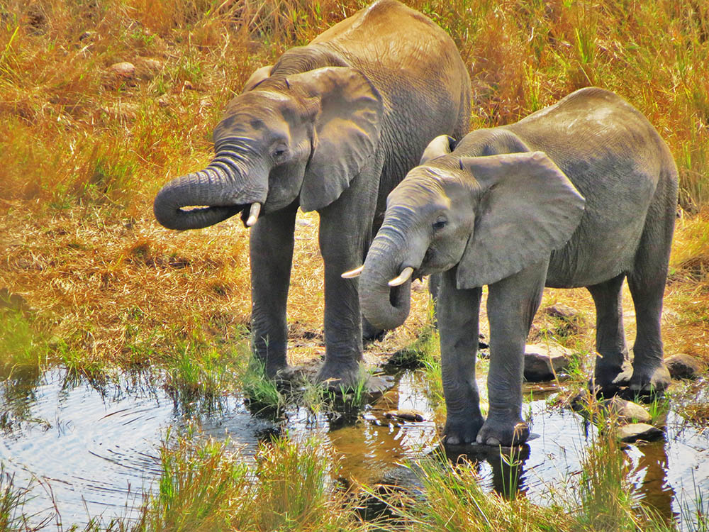 Elephants drinking at a pool of water
