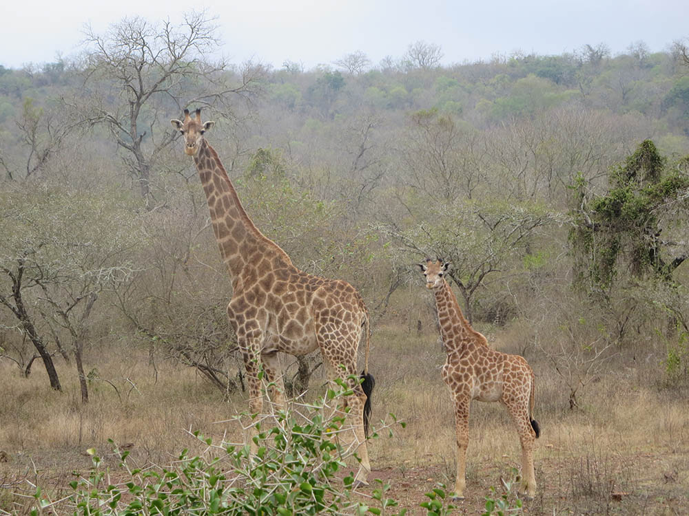 Giraffes standing in a field