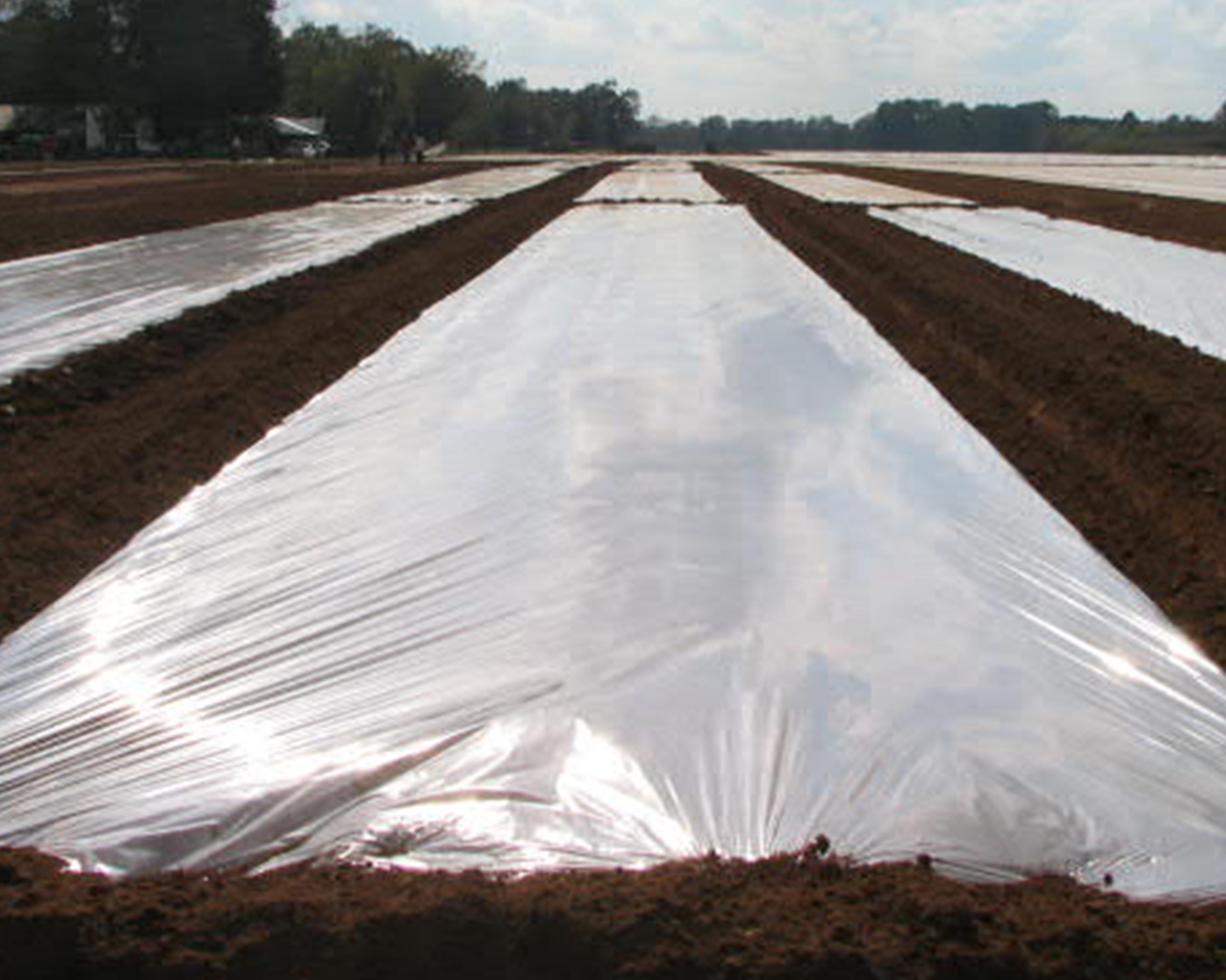 Over the past 20 years, the Nursery Cooperative has coordinated a research program to find quality substitutes for Methyl Bromide.