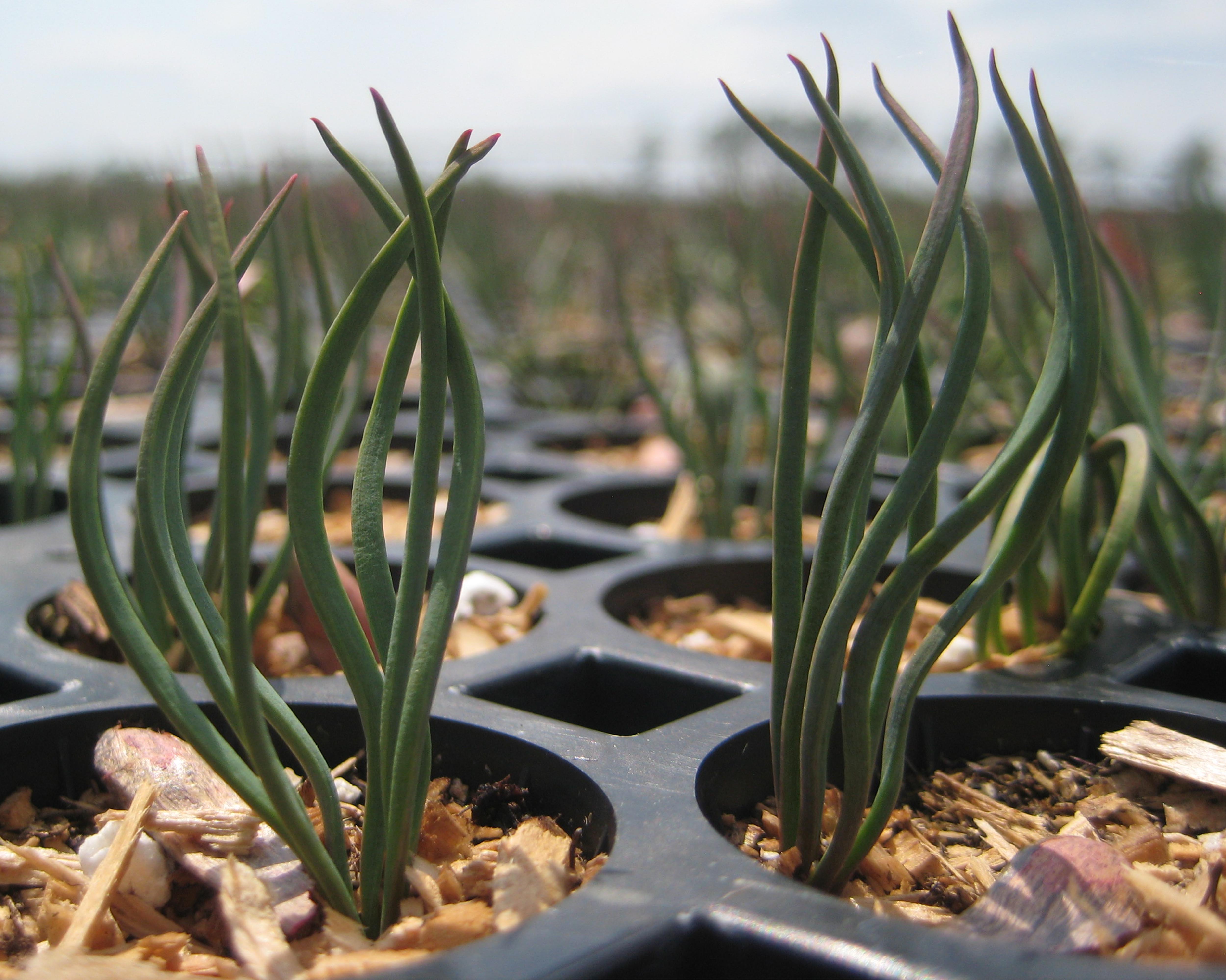 Approximately 97% of longleaf pine are produced as container stock.
