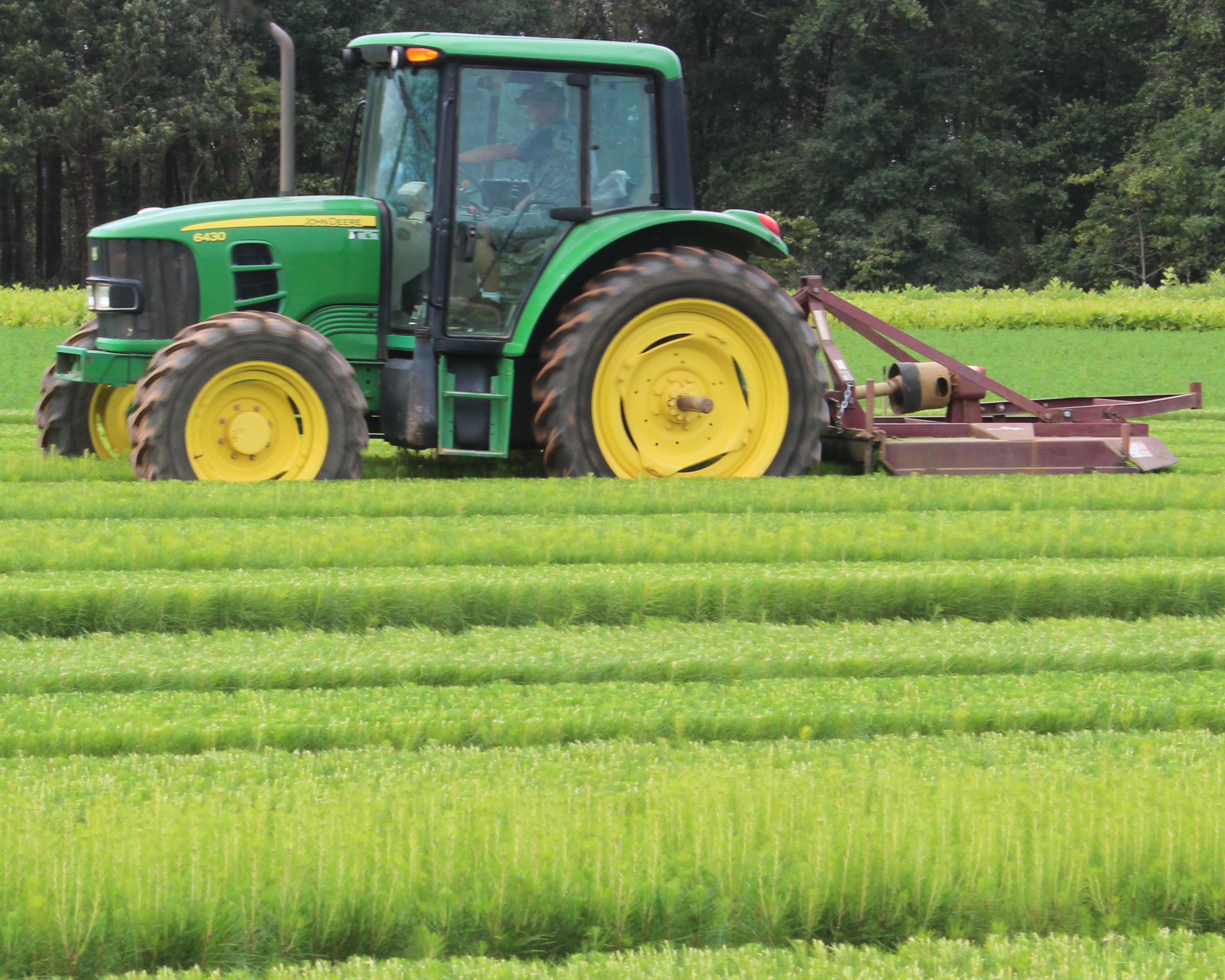Top clipping is a method of controlling seedling height in the nursery bed to produce well-balanced seedlings that are better prepared to cope with stressful growing conditions.