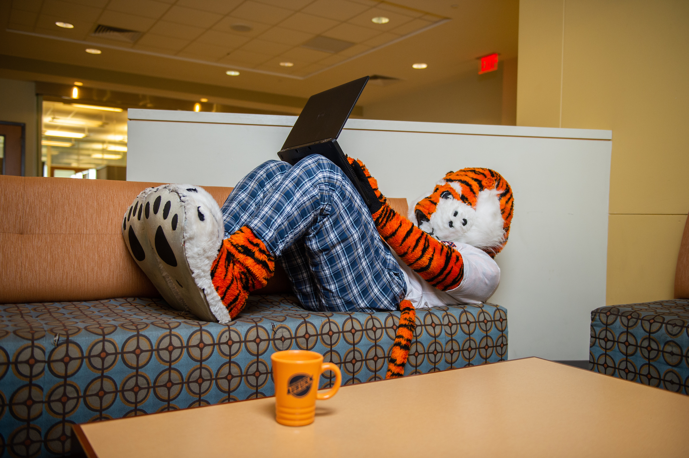 Aubie on a couch looking at laptop