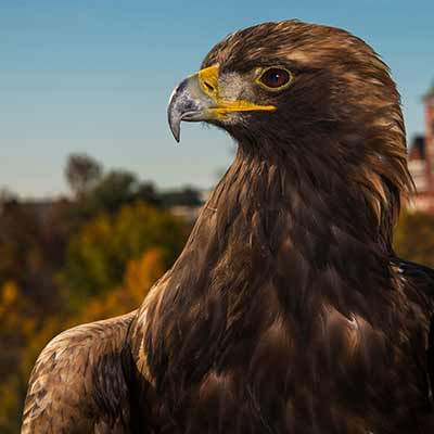 A golden eagle is pictured