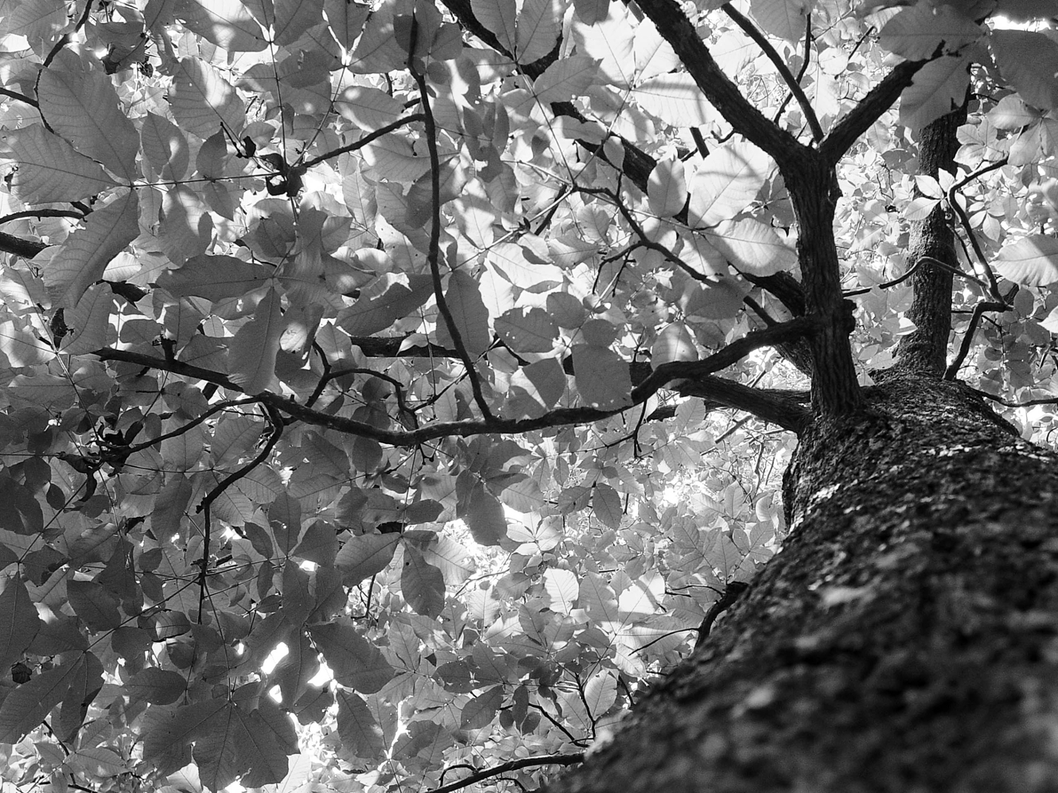 looking up an oak tree in black and white