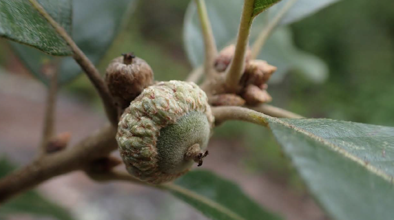 Tree Gene Partnership