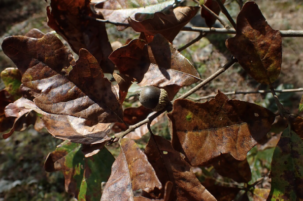 The first acorn collections of the project were the first known of QUBO from Blount County.