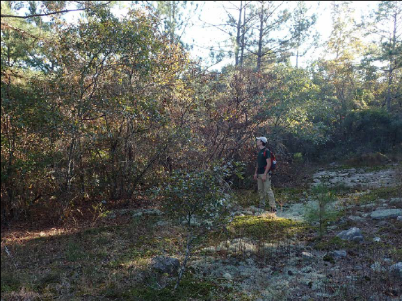 Noah Yawn stands on outcrop looking into a wall of Q. georgiana and Q. boyntonii.