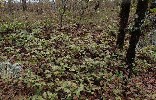 QUBO groundcover with a pair of vertical leaders in a pine oak hickory savannah on the crest of Double Oak Mountain.