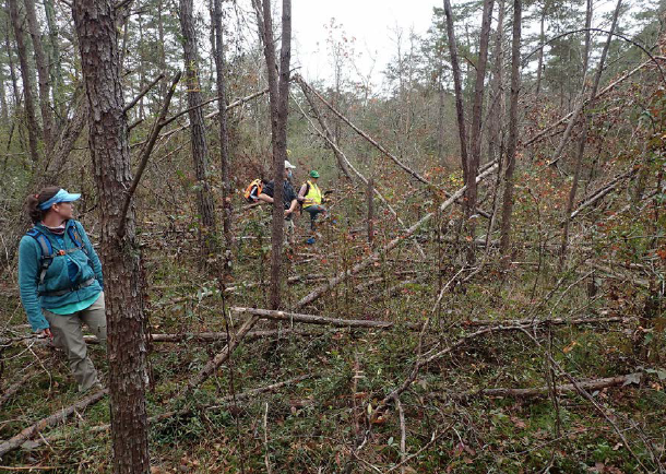 Pines killed by drought are an issue at the Hinds Road Rock Outcrop Population.