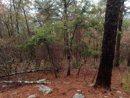 The trunks were charred to a height of 2m on the Pinus palustris (right) and the QUBO (center) indicating significant fire intensity. Healthy new growth on the QUBO suggests they possess a good degree of fire tolerance.