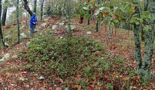 QUBO rhizomatous stems expanding colonially with no dominant leader.