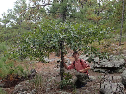 Noah Yawn searching for acorns on a single trunk small QUBO tree.