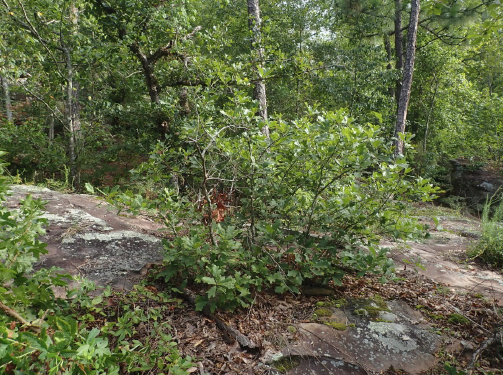 QUBO exhibiting a multi-stem shrub form.
