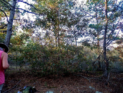 Figure 29: QUBO exhibiting a multi-stem copse habit.