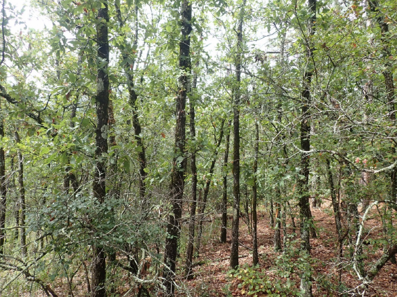 The Oak Mountain Monster: This presumed individual at Oak Mountain State Park has 52 trunks with an average dbh 12.7 cm and a fairly uniform height of 10 meters. It also has 179 stems that exist at the ground level with very little interme