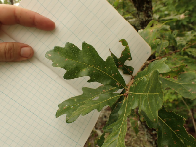 Presumed Quercus boyntonii x montanta.