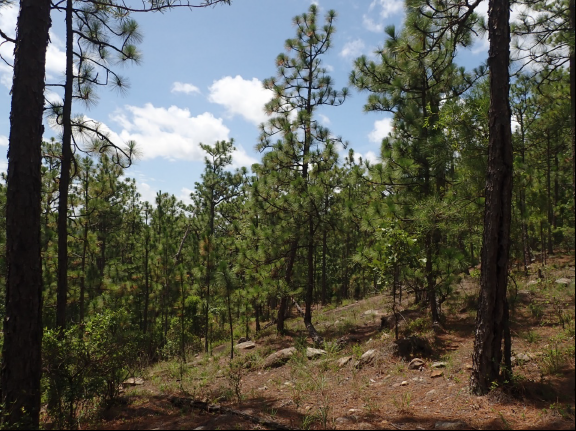 EBSCO East, Slick Rock site on Double Oak Mountain. This, like many suitable habitats the team searched, did not result in the location of new occurrences of QUBO.