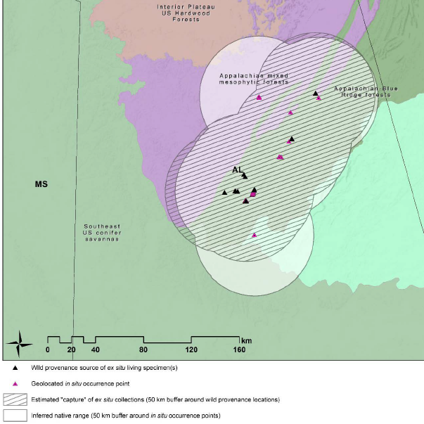 Range and ex situ genetic capture map generated by Global Conservation Consortium for Oak Gap Analysis database Quercus boyntonii records before 2020 Tree Gene Partnership reporting.