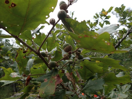 Only 2% of the QUBO inspected during this project were observed to have produced more than 100 acorns in 2020. Of those 11 plants that produced &gt;100 acorns, 8/11 of them were in the Oak Mountain and Double Oak Mountain population.