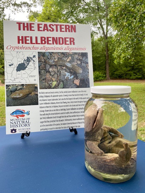 Hellbender Display