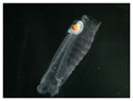 Salp150