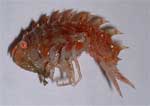 Amphipod