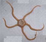 Brittlestar