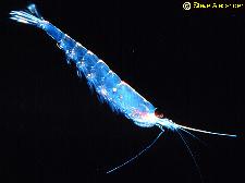 Krill