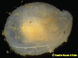 Ostracod