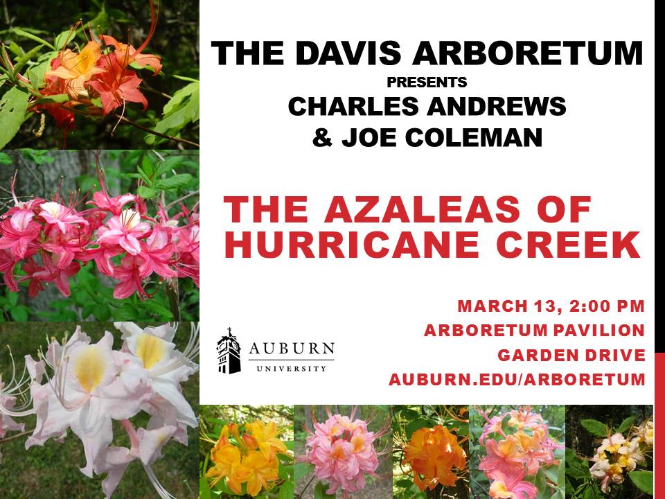 Hurricane Creek Azaleas