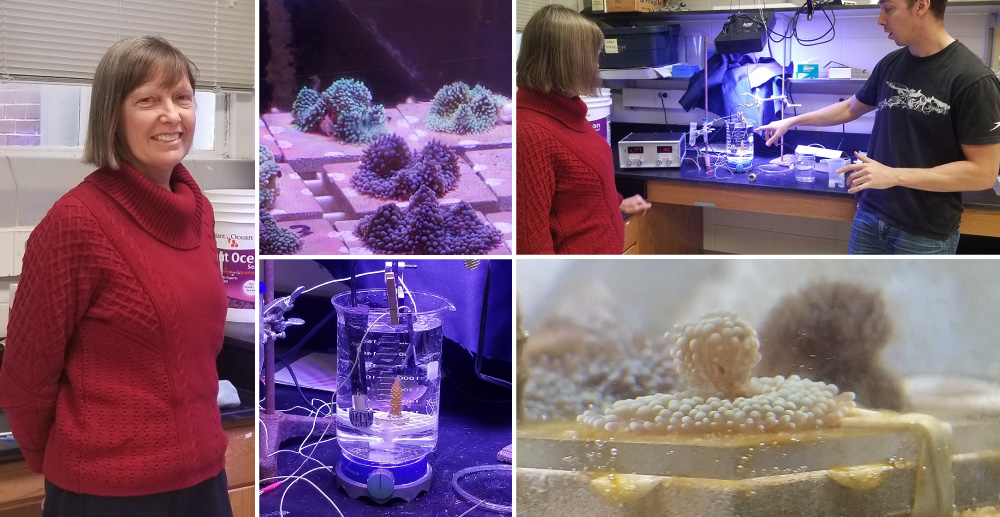 Nanette Chadwick Collage