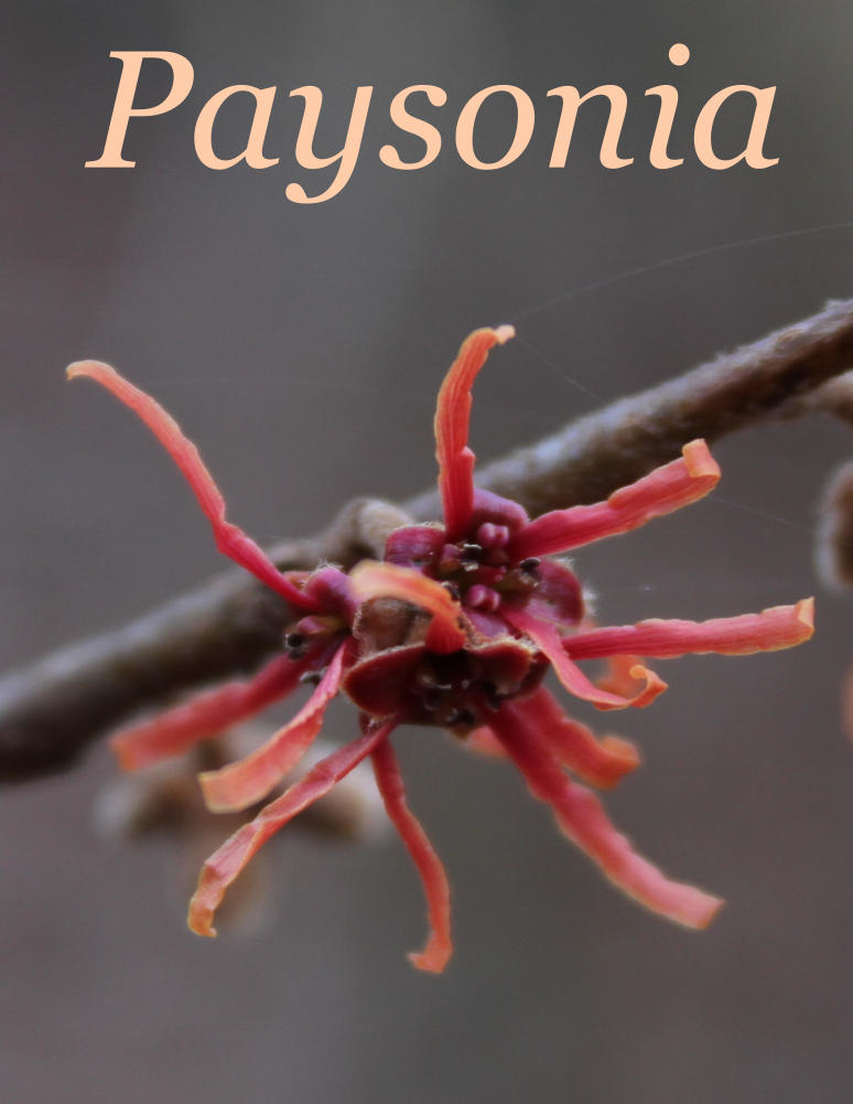 Paysonia Volume 4