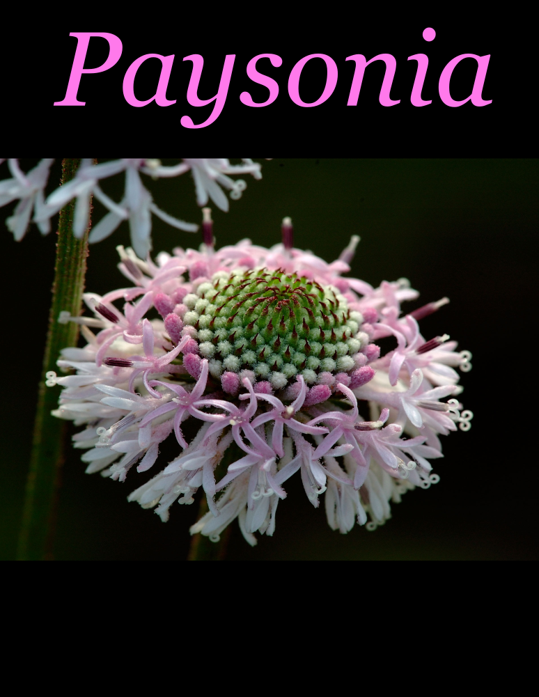 Paysonia Volume 5