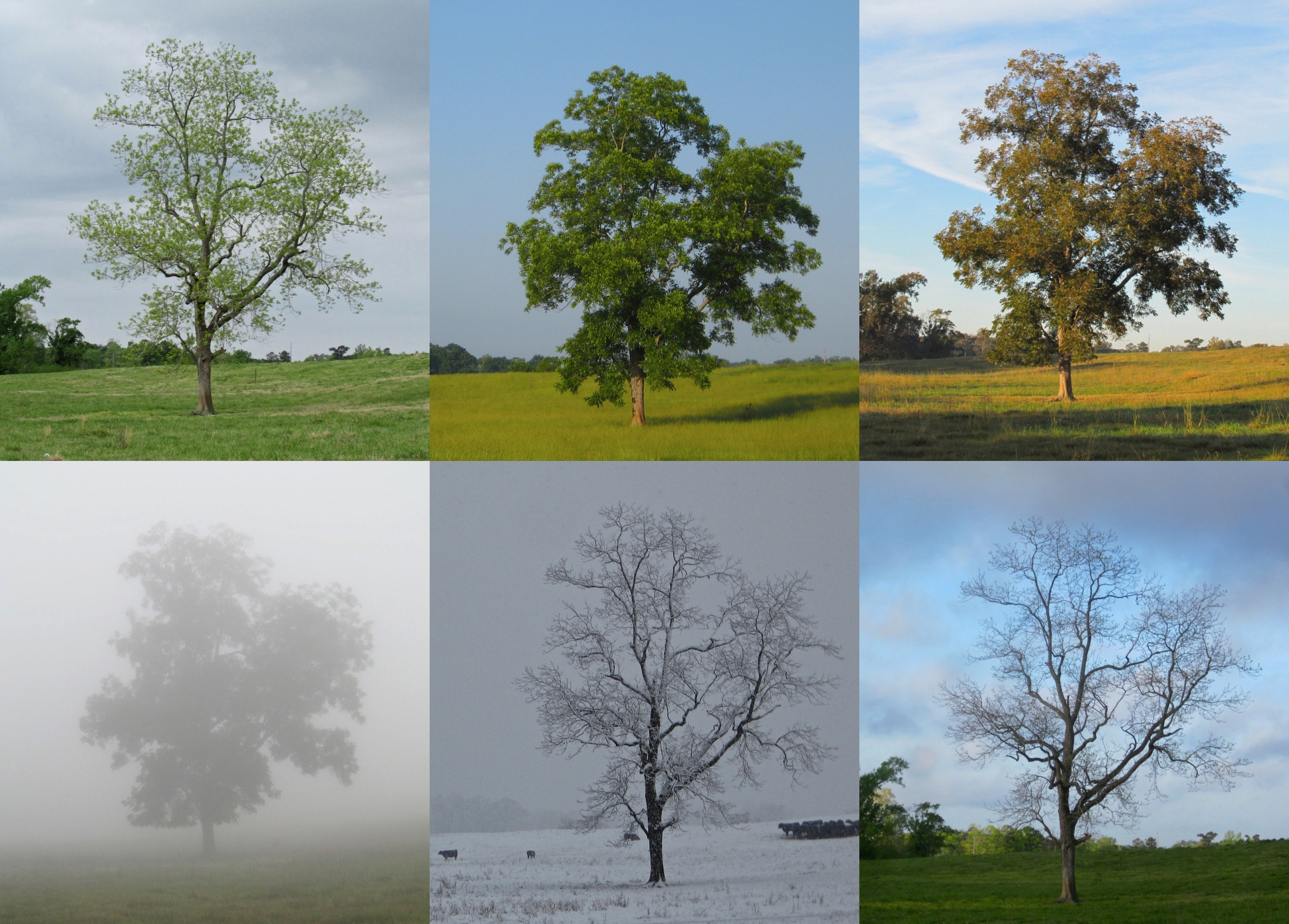 Seasons of a Lone Tree by Vicky van Santen, first place. 