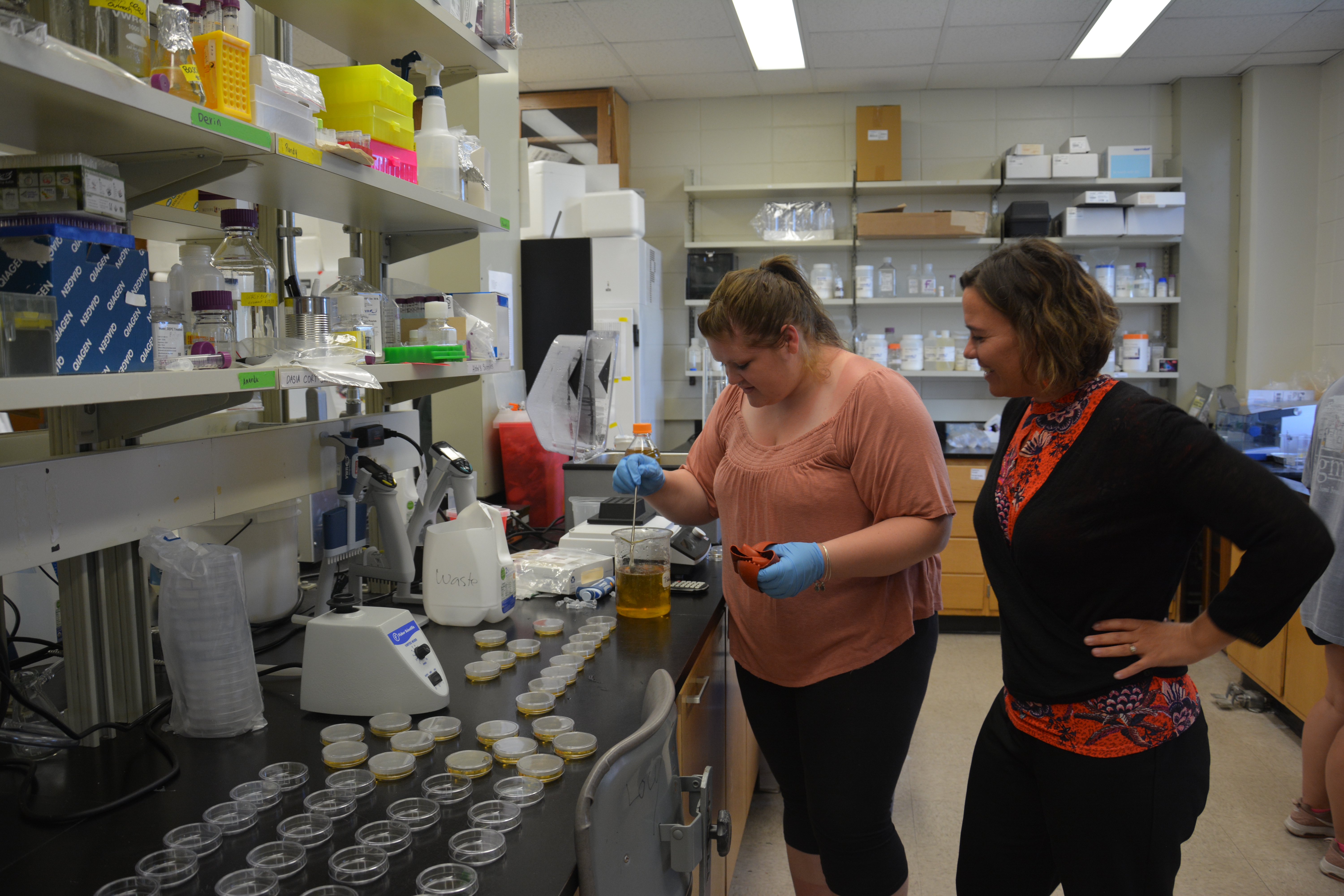 Abby Beatty pouring agar plates for lizard gene cloning experiments with Dr. Schwartz. 