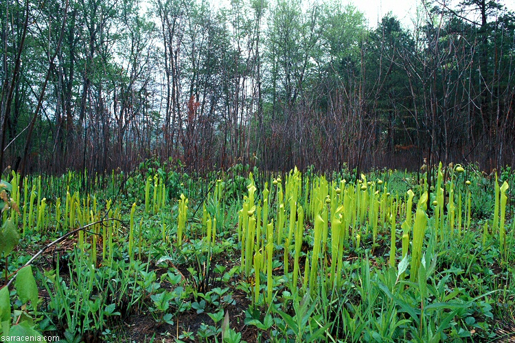 A field of green pitcher plants. 