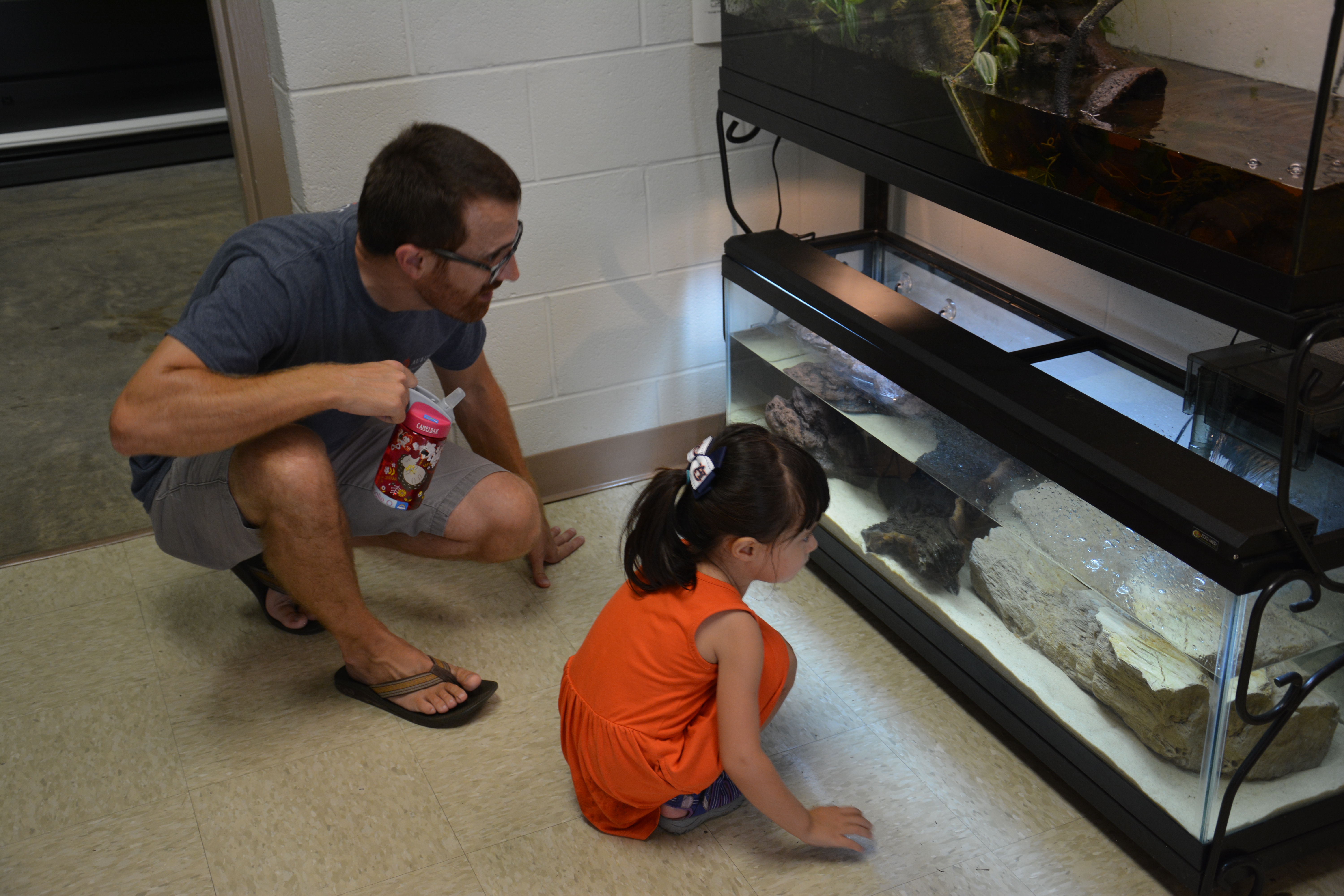 This young visitor enjoyed watching turtles swimming in a tank at the museum.