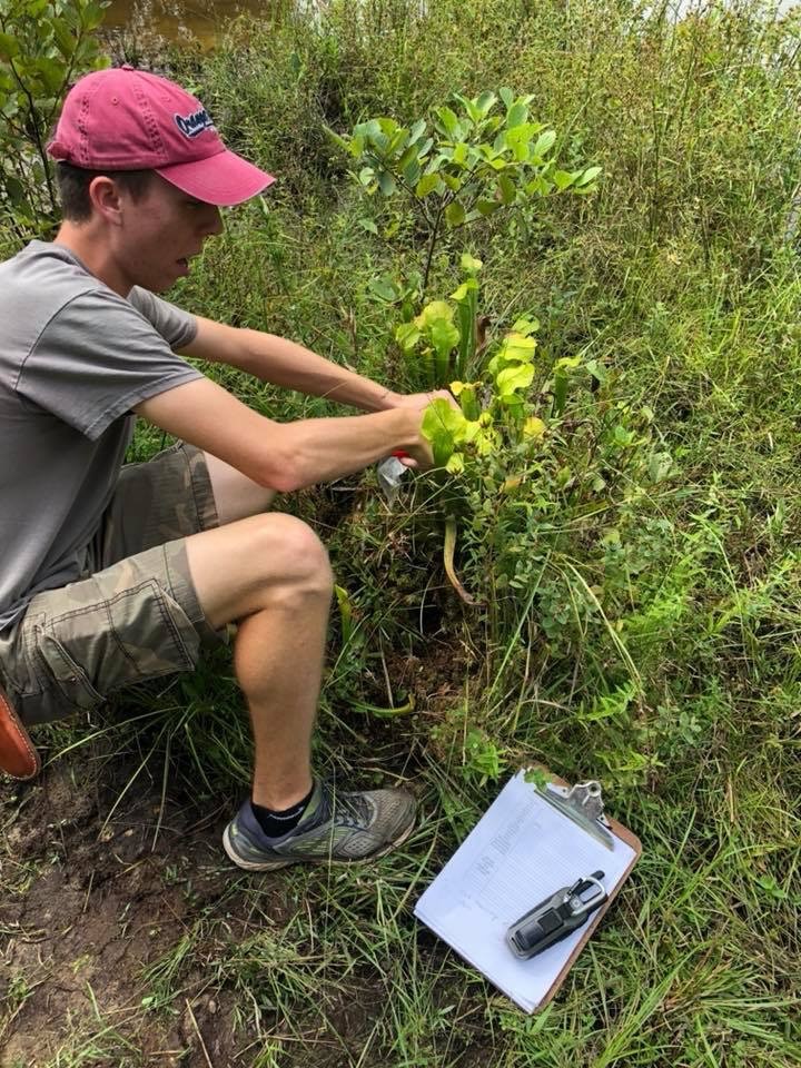Noah collecting seeds and GPS data from a Sarracenia alabamensis site in Autauga County, Alabama, for the Arboretum and Atlanta Botanical’s safeguarding programs.